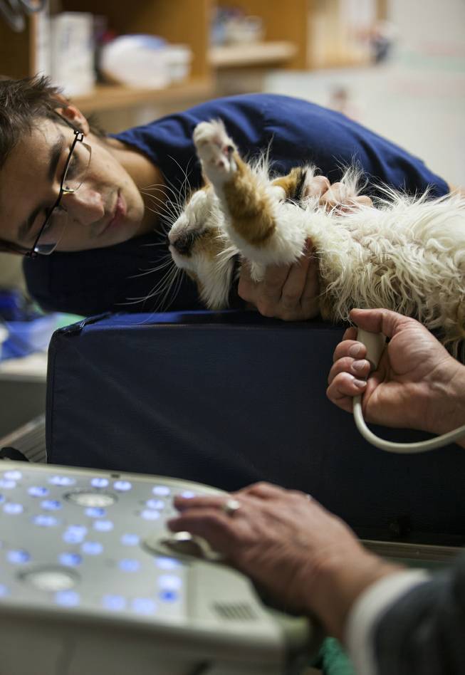 Veterinary assistant Jeran Hillstead holds Barbarella as Dr. Bruce Henault conducts a feline echocardiogram on her at A Cat Hospital on Wednesday, Dec. 18, 2013.